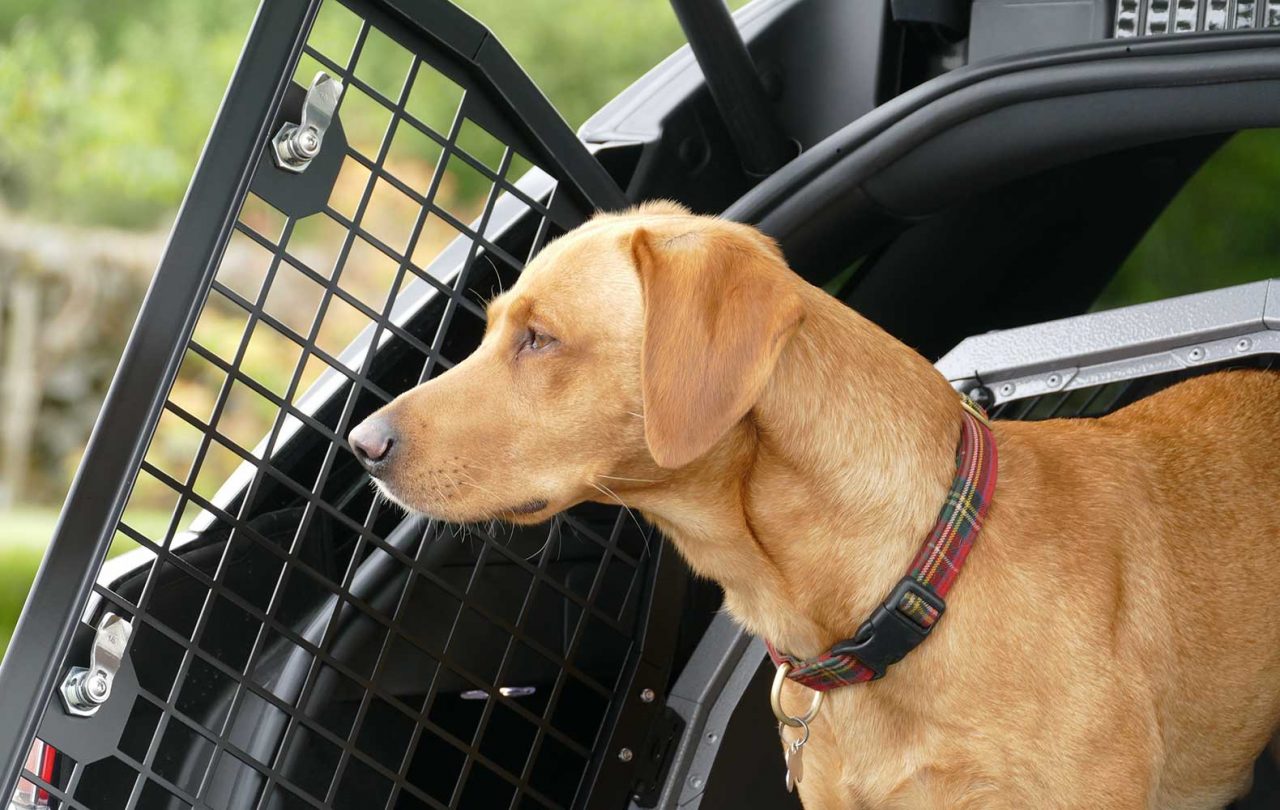 Dog box deals for car