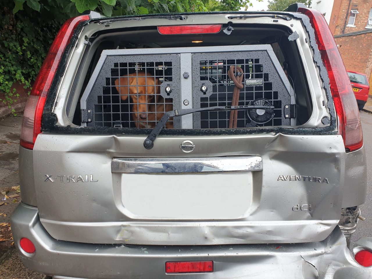 Dog cage in car best sale