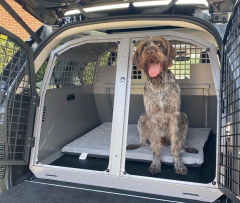 Dog cage in store car