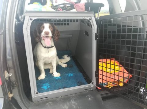 Car dog hotsell crates for sale