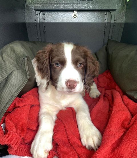 car travel crate dog