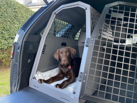 Dog cage for store boot